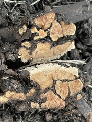 Hypholoma tuberosum