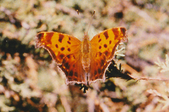 Polygonia comma