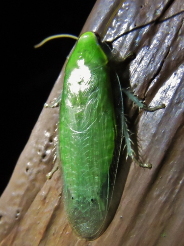 Banana Cockroach photo 3