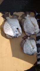 Drepane punctata
