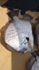 Drepane punctata
