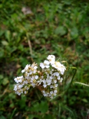 Achillea millefolium