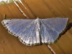 Leuciris fimbriaria