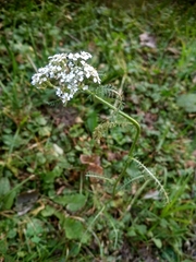Achillea millefolium