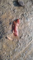 Dermatobranchus