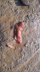Dermatobranchus