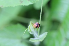 Diekeana admirabilis