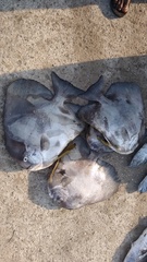 Ephippidae