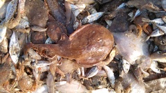 Torpediniformes