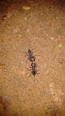 Thelyphonus sepiaris