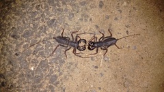 Thelyphonus sepiaris