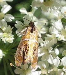 Olethreutes arcuella