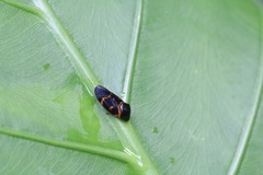 Okiscarta