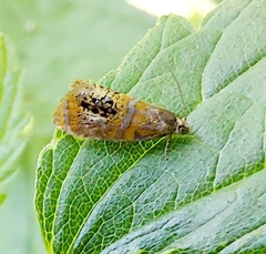 Olethreutes arcuella