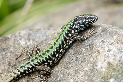 Podarcis muralis