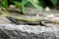 Podarcis muralis