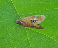 Olethreutes arcuella