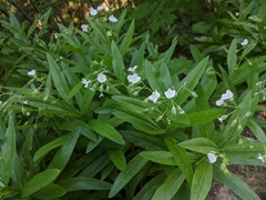 Dasynotus daubenmirei