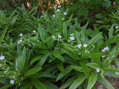 Dasynotus daubenmirei