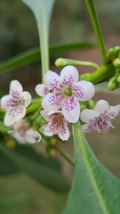 Myoporum acuminatum