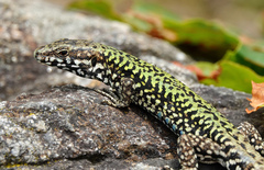 Podarcis muralis