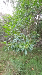 Myoporum acuminatum