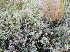 Calocephalus lacteus