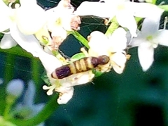 Entomobrya superba