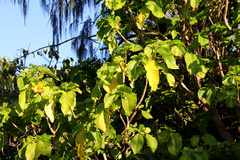 Pisonia grandis