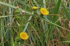 Sonchus asper asper