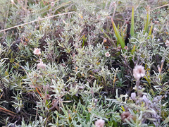 Calocephalus lacteus