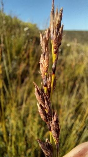 Image of Tetraria capillacea by (c) kevin koen, some rights reserved (CC BY-SA)