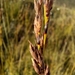 Tetraria capillacea - Photo (c) kevin koen, algunos derechos reservados (CC BY-SA), subido por kevin koen