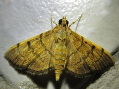 Omiodes indicata