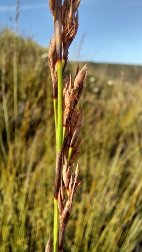 Image of Tetraria capillacea by (c) kevin koen, some rights reserved (CC BY-SA)