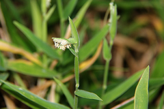 Thuarea involuta