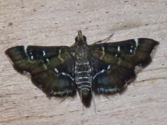 Diathrausta harlequinalis