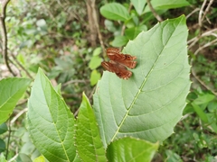 Abisara echerius