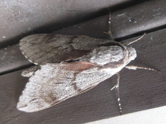 Sphinx morio arestus