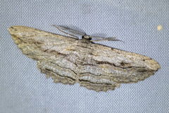 Scioglyptis loxographa