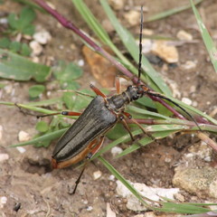 Stenocorus meridianus