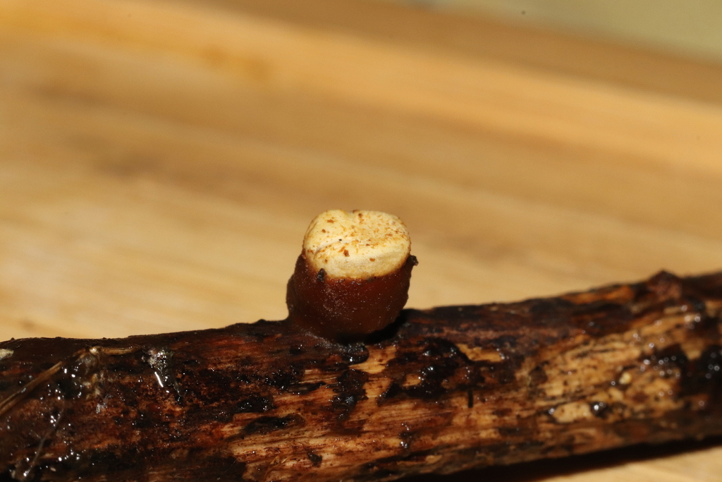 common bird's nest fungus from Helensburgh, Dunedin 9010, New Zealand