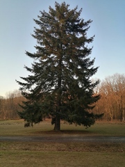 Picea jezoensis