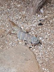 Uromastyx ornata