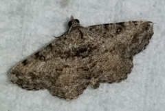 Digrammia gnophosaria