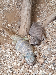 Uromastyx ornata