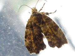 Choreutis hyligenes