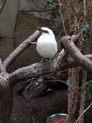 Leucopsar rothschildi