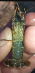 Procambarus spiculifer