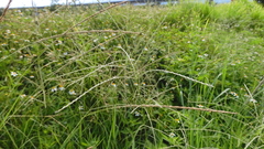 Digitaria setigera